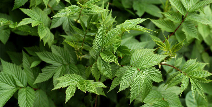 Продажа дикорастущих растений и грибов с доставкой по всей России