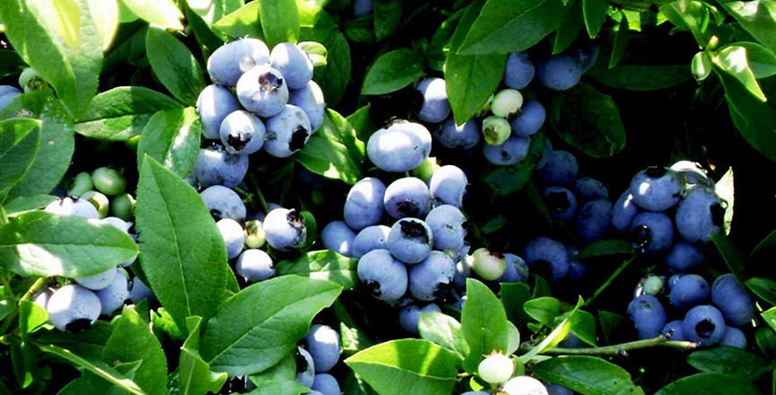 Продажа дикорастущих растений и грибов с доставкой по всей России