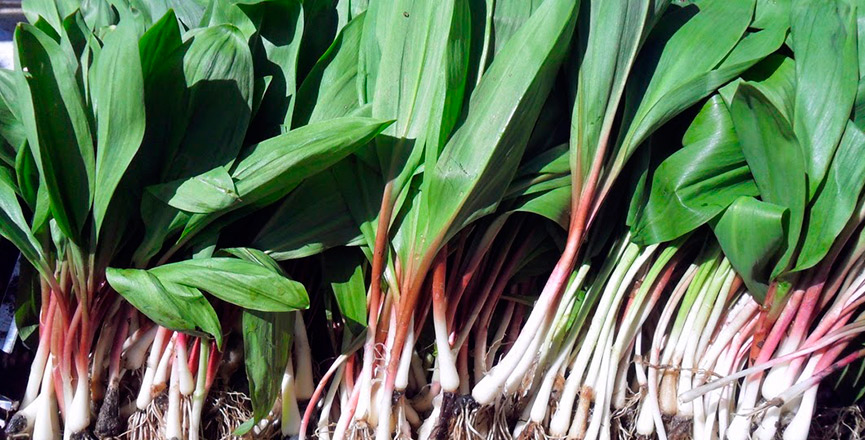 Продажа дикорастущих растений и грибов с доставкой по всей России