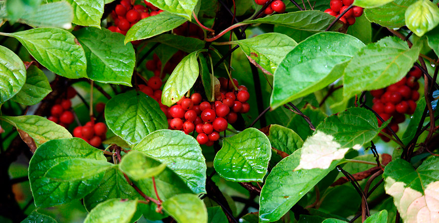 Продажа дикорастущих растений и грибов с доставкой по всей России